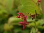Epimedium x rubrum7